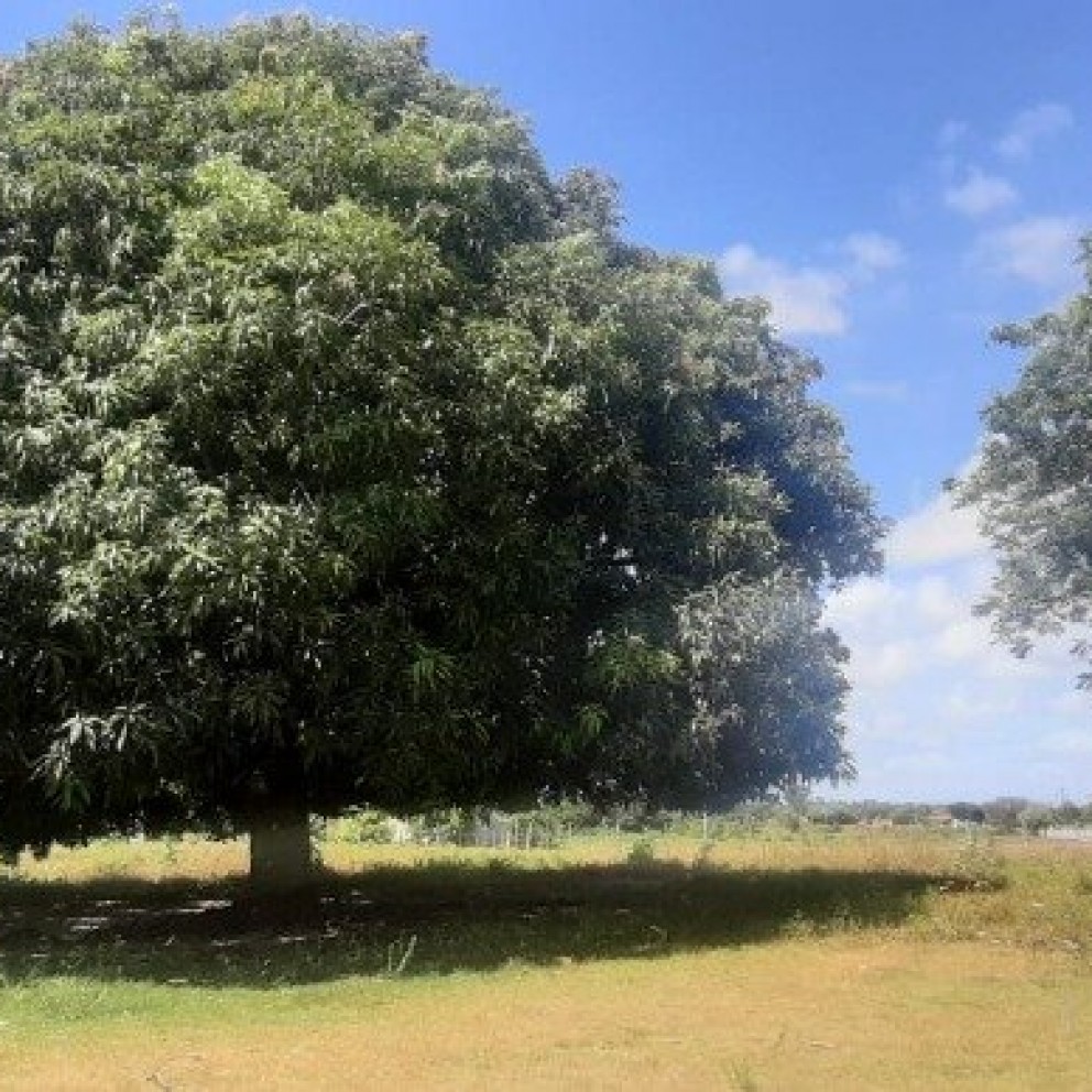 Terreno 