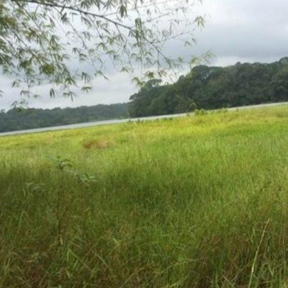 Terreno Na Pedreirinha